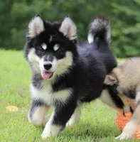 Dash , a male Pomsky for sale in Lancaster, OH – 3 of 10