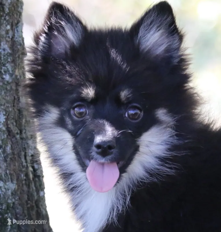 Harper – Pomsky puppy for sale in Lancaster, OH