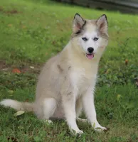 Marshmellow, a female Pomsky for sale in Lancaster, OH – 3 of 9