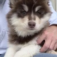Blake , a male Pomsky for sale in Lancaster, OH – Photo 8 of 10