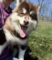 Blake , a male Pomsky for sale in Lancaster, OH – Photo 1 of 10