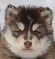 Blake , a male Pomsky for sale in Lancaster, OH – Photo 1 of 5