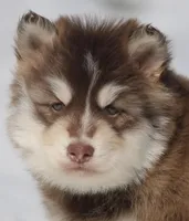 Blake , a male Pomsky for sale in Lancaster, OH – Photo 5 of 5