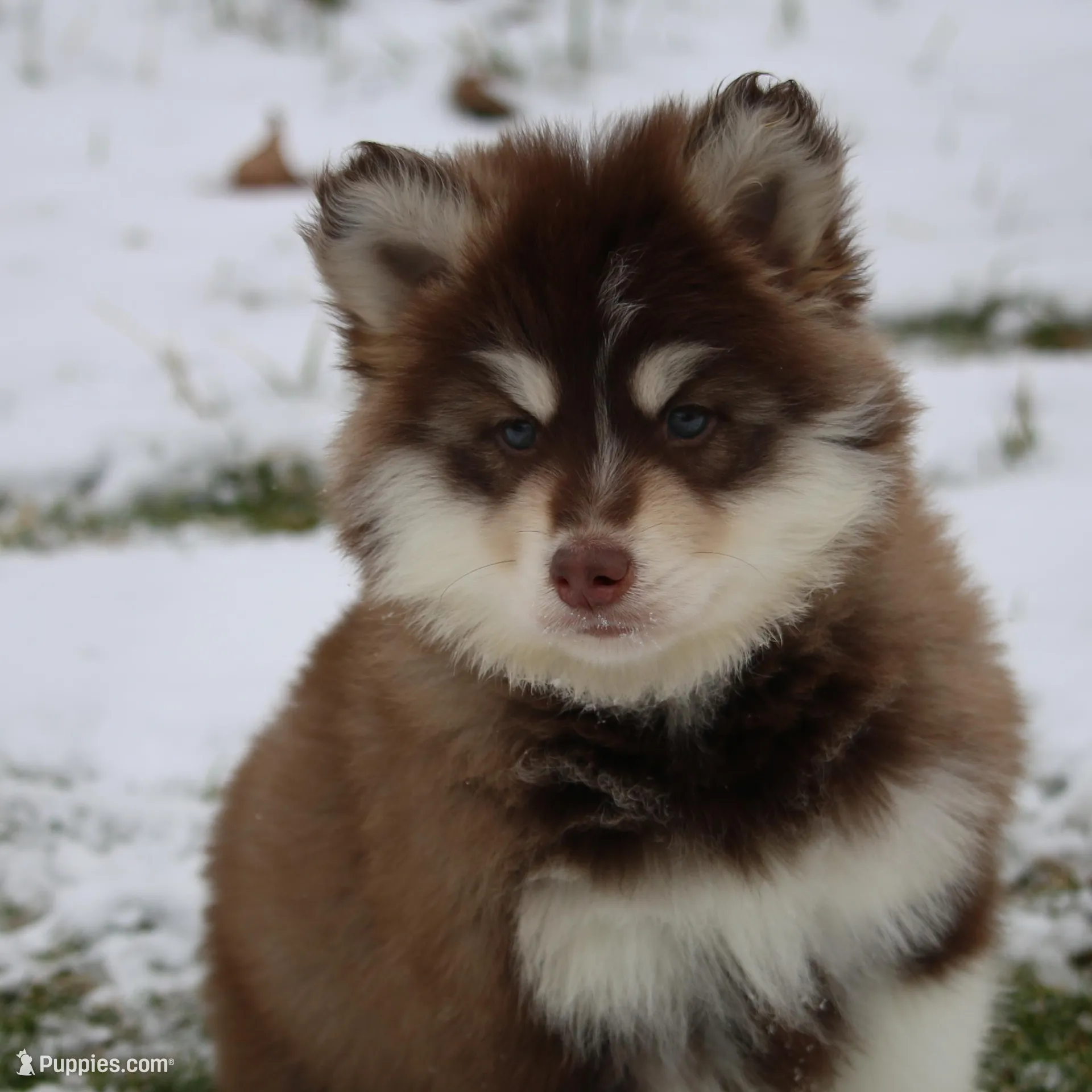 Blake , a male Pomsky for sale in Lancaster, OH – Photo 10 of 10
