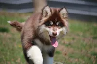 Blake , a male Pomsky for sale in Lancaster, OH – Photo 4 of 10