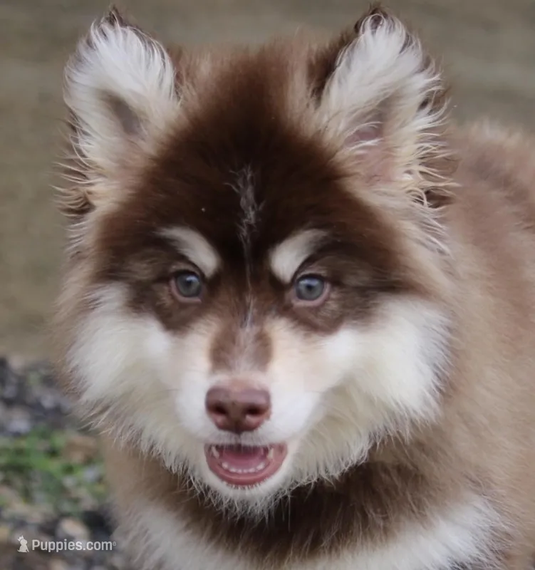 Blake  – Pomsky puppy for sale in Lancaster, OH