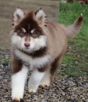 Blake , a male Pomsky for sale in Lancaster, OH – Photo 7 of 10