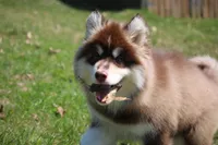 Blake , a male Pomsky for sale in Lancaster, OH – Photo 2 of 10