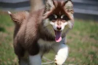 Blake , a male Pomsky for sale in Lancaster, OH – Photo 3 of 10