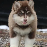 Blake , a male Pomsky for sale in Lancaster, OH – Photo 9 of 10