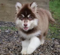 Blake , a male Pomsky for sale in Lancaster, OH – Photo 6 of 10
