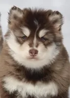 Blake , a male Pomsky for sale in Lancaster, OH – Photo 4 of 5