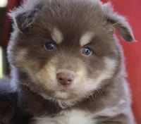 Hugo, a male Pomsky for sale in Lancaster, OH – 2 of 3