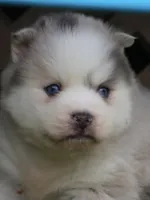 Merle, a male Pomsky for sale in Lancaster, OH – 1 of 1