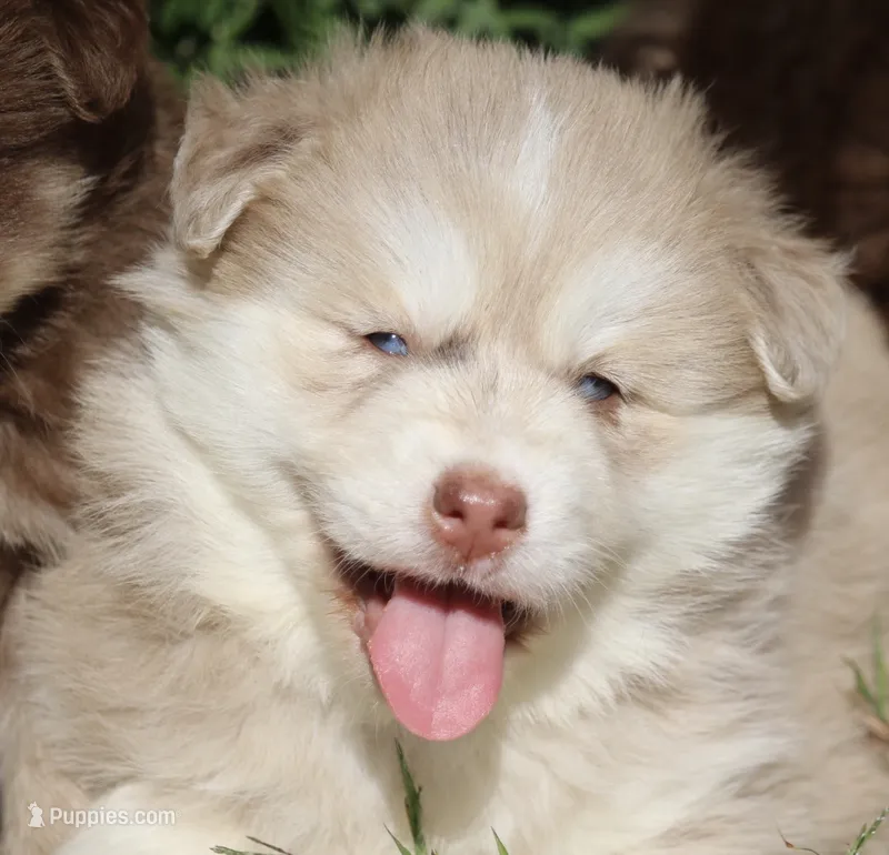 Hunny  – Pomsky puppy for sale in Lancaster, OH