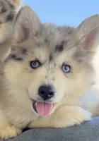 Skippy, a male Pomsky for sale in Lancaster, OH – 2 of 9