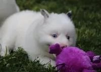 Prince , a male Pomsky for sale in Lancaster, OH – 9 of 10