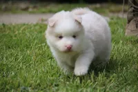 Max, a male Pomsky for sale in Lancaster, OH – 1 of 1