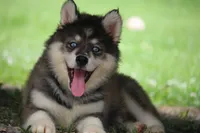 Dude, a male Pomsky for sale in Lancaster, OH – 4 of 5