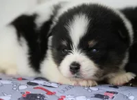 Gizmo, a male Pomsky for sale in Lancaster, OH – 1 of 1