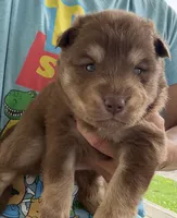 Amber , a female Pomsky for sale in Lancaster, OH – 3 of 4