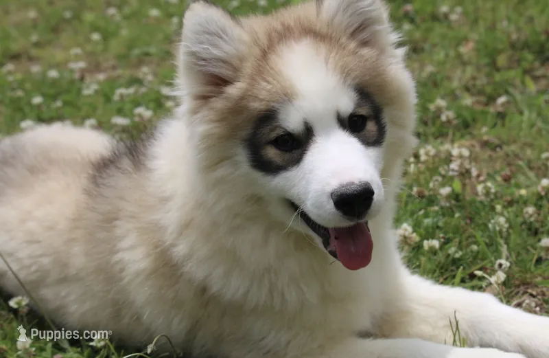 Gavin – Pomsky puppy for sale in Lancaster, OH