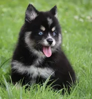 Deana, a female Pomsky for sale in Lancaster, OH – 3 of 10