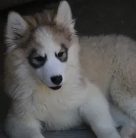 Gavin, a male Pomsky for sale in Lancaster, OH – 3 of 10