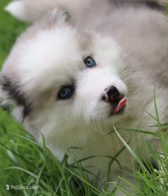 Marshmellow – Pomsky puppy for sale in Lancaster, OH