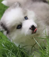 Marshmellow, a female Pomsky for sale in Lancaster, OH – 4 of 9