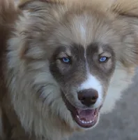 Brown, a male Pomsky for sale in Lancaster, OH – 4 of 10
