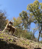 Addie , a female Pomsky for sale in Lancaster, OH – 3 of 6