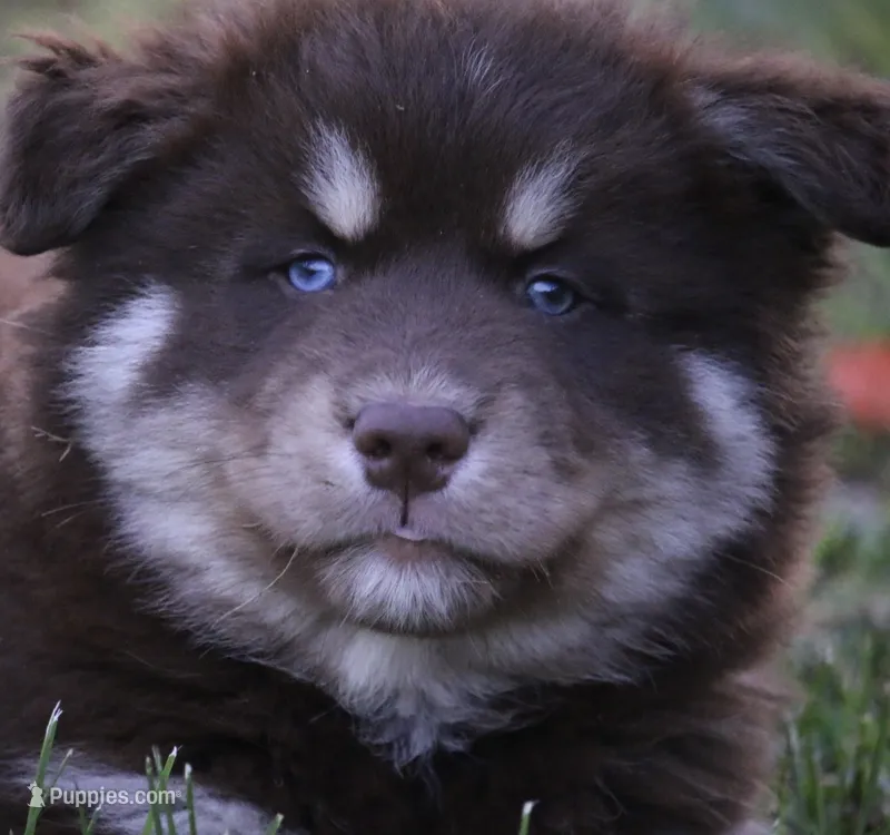 Hulk – Pomsky puppy for sale in Lancaster, OH