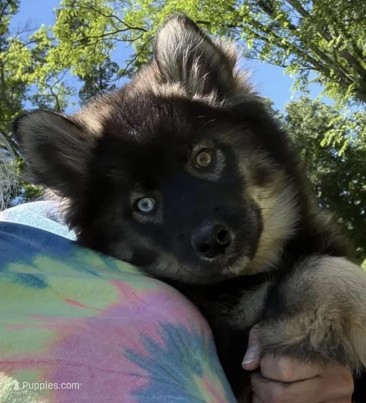Chuckles  – Pomsky puppy for sale in Lancaster, OH