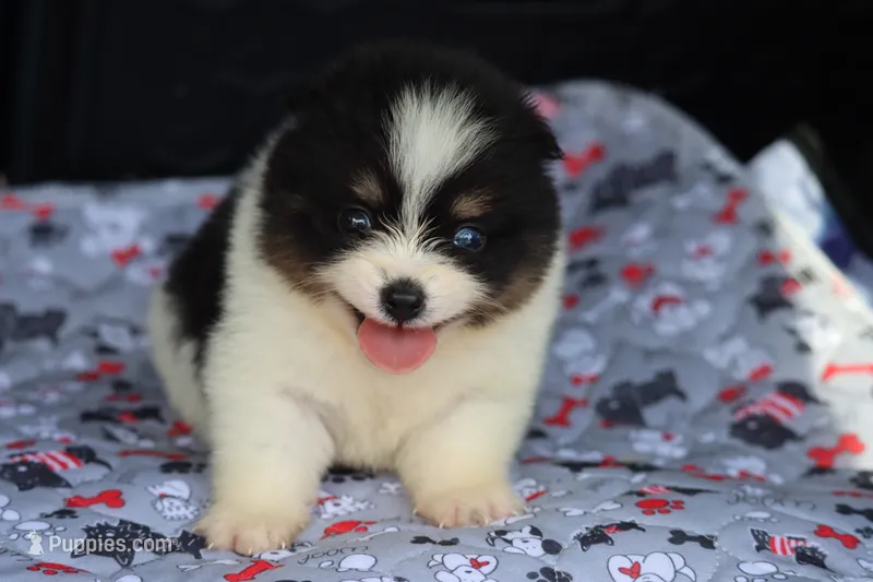 Gizmo – Pomsky puppy for sale in Lancaster, OH