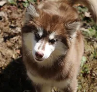 Addie , a female Pomsky for sale in Lancaster, OH – 5 of 6