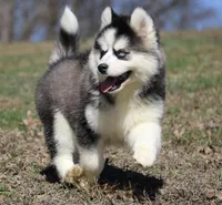 Easton, a male Pomsky for sale in Lancaster, OH – Photo 3 of 9