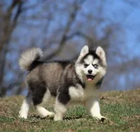 Easton, a male Pomsky for sale in Lancaster, OH – Photo 2 of 9