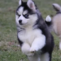 Easton, a male Pomsky for sale in Lancaster, OH – Photo 7 of 9