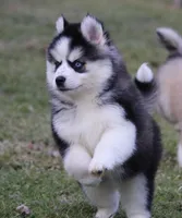 Easton, a male Pomsky for sale in Lancaster, OH – Photo 3 of 5