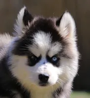 Easton, a male Pomsky for sale in Lancaster, OH – Photo 1 of 9