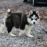 Easton, a male Pomsky for sale in Lancaster, OH – Photo 9 of 9