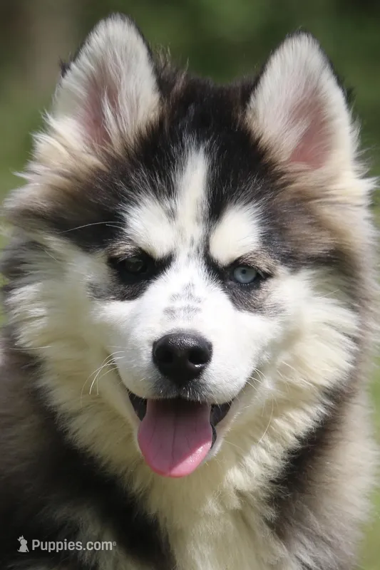 Easton – Pomsky puppy for sale in Lancaster, OH