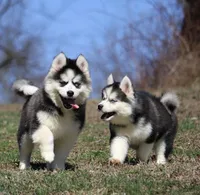 Easton, a male Pomsky for sale in Lancaster, OH – Photo 4 of 9