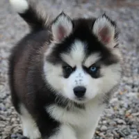 Easton, a male Pomsky for sale in Lancaster, OH – Photo 8 of 9