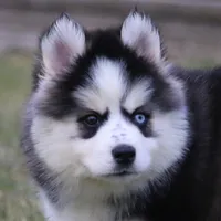 Easton, a male Pomsky for sale in Lancaster, OH – Photo 5 of 9