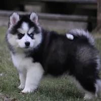 Easton, a male Pomsky for sale in Lancaster, OH – Photo 6 of 9