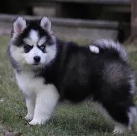 Easton, a male Pomsky for sale in Lancaster, OH – Photo 2 of 5