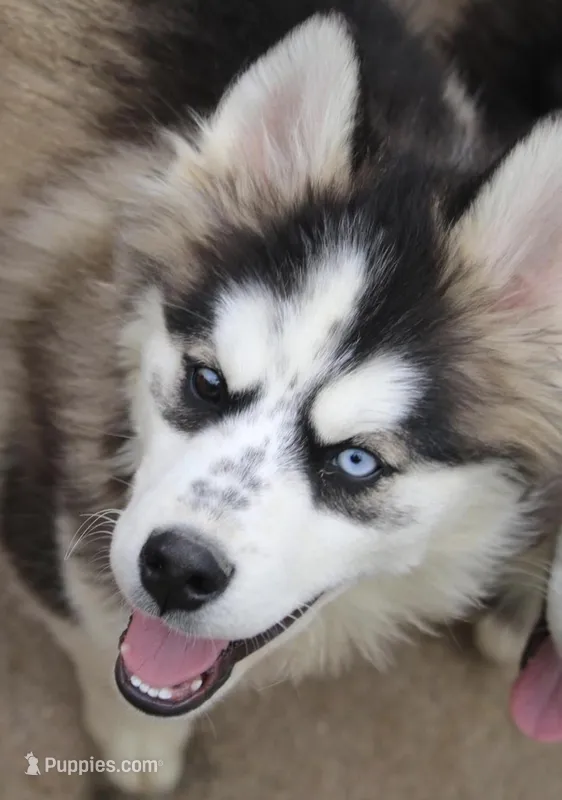 Easton – Pomsky puppy for sale in Lancaster, OH
