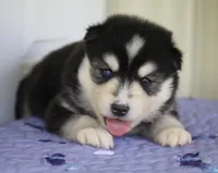 Major , a male Pomsky for sale in Lancaster, OH – 3 of 4